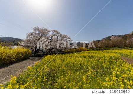 花見山公園の桜 花見山公園の桜 119415949