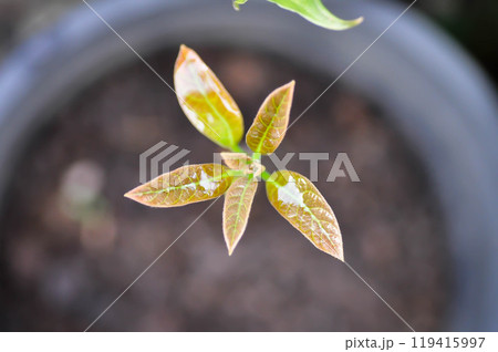Persea americana Mill or Avocado, Lauraceae or Persea gratissima or new born plant Persea americana Mill or Avocado, Lauraceae or Persea gratissima or new born plant 119415997