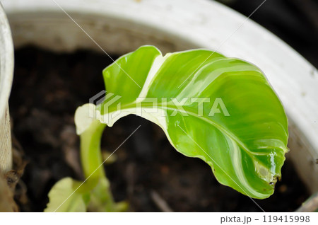 banana tree, bicolor banana plant or Kluai Namwa Dang,  Musa ABB or Namwa Dang  or new born banana 119415998