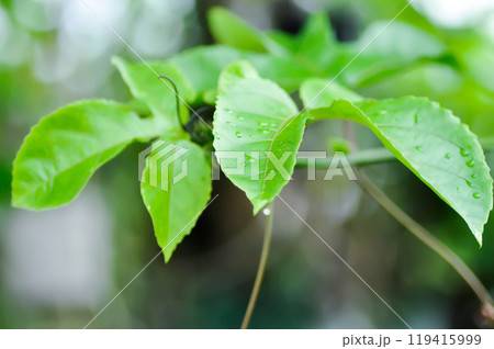passion fruit plant, Passiflora edulis or Passionfruit or Maracuja or leaf of plant and rain drop 119415999
