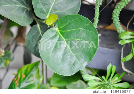 Coccoloba uvifera ,Sea grape or POLYGONACEAE or circle leaf 119416077