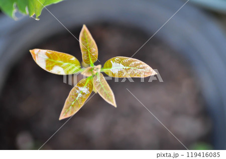 Persea americana Mill or Avocado, Lauraceae or Persea gratissima or new born plant 119416085