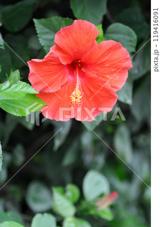 Chinese rose or Hibiscus or Hibiscus rosa sinensis or Hibisceae or Malvaceae , red hibiscus flower and rain drop 119416091