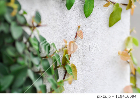 ficus pumila or climbing fig or Climbing Vine on the fence ficus pumila or climbing fig or Climbing Vine on the fence 119416094