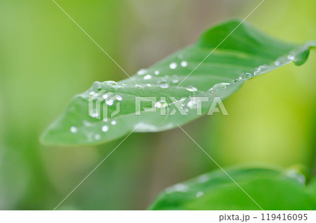 Sugar apple, Sweetsop ,Annona squamosa L or ANNONACEAE plant with rain drop Sugar apple, Sweetsop ,Annona squamosa L or ANNONACEAE plant with rain drop 119416095