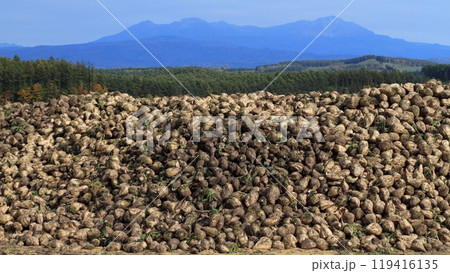 秋の旭岳をバックに収穫を終えたビート 119416135