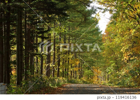 秋のカラマツ林 119416136