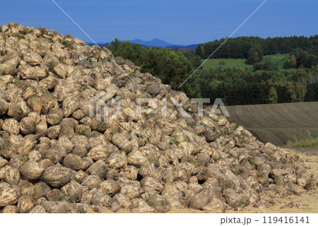 収穫されたビート 収穫されたビート 119416141
