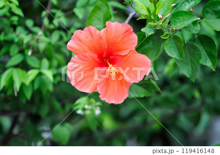 Chinese rose or Hibiscus or Hibiscus rosa sinensis or Hibisceae or Malvaceae , red hibiscus flower 119416148