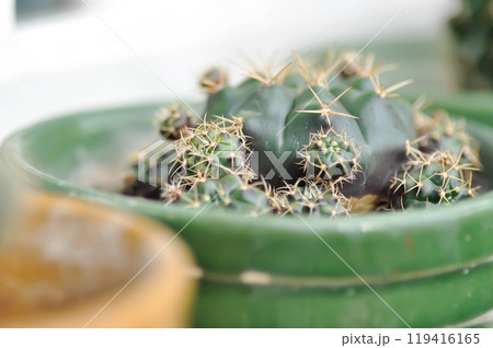 Gymnocalycium damsii v tucavocense, gymnocalycium damsii ssp or cactus Gymnocalycium damsii v tucavocense, gymnocalycium damsii ssp or cactus 119416165