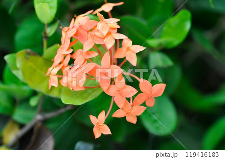 Ixora chinensis Lamk, Ixora spp or Zephyranthes or West Indian Jasmine and orange flower 119416183