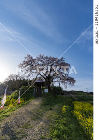 上石の不動桜 上石の不動桜 119416361