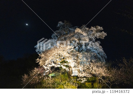 天神夫婦桜のライトアップ 天神夫婦桜のライトアップ 119416372