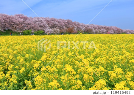 【埼玉県】桜が満開の権現堂桜堤 119416492