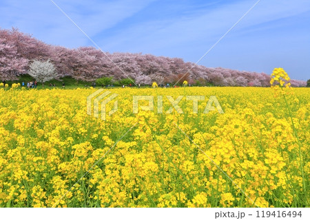 【埼玉県】桜が満開の権現堂桜堤 119416494