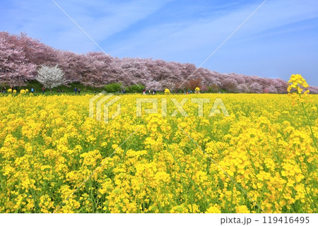 【埼玉県】桜が満開の権現堂桜堤 119416495
