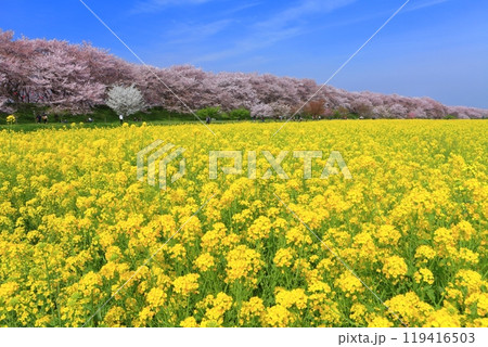 【埼玉県】桜が満開の権現堂桜堤 【埼玉県】桜が満開の権現堂桜堤 119416503