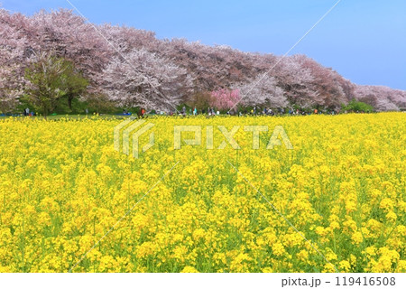 【埼玉県】桜が満開の権現堂桜堤 【埼玉県】桜が満開の権現堂桜堤 119416508