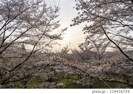 紅屋峠 千本桜森林公園の桜 119416729