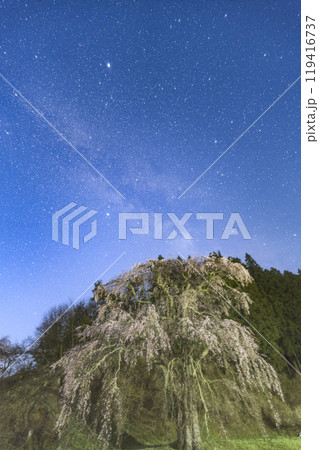 福田寺の糸桜と星空 119416737