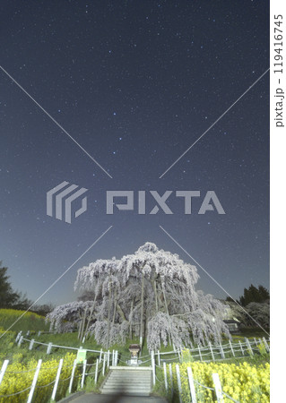 三春滝桜と星空 三春滝桜と星空 119416745