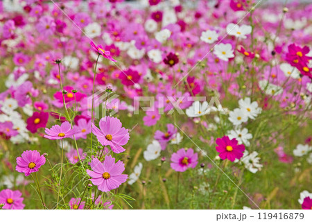コスモス畑 119416879