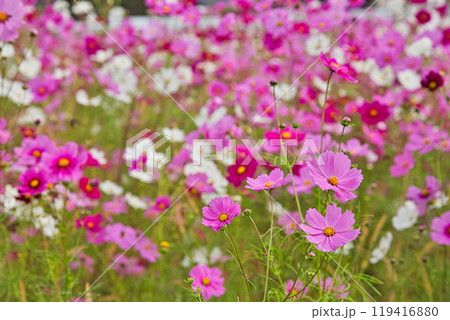 コスモス畑 119416880