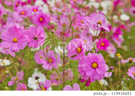 コスモス畑 コスモス畑 119416881
