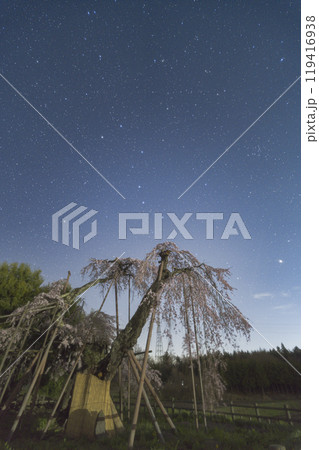 神田の大糸桜と星空 119416938