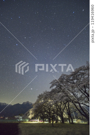 眞原の桜並木と星空 眞原の桜並木と星空 119416960