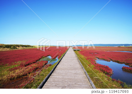 能取湖サンゴ草群生地 北海道 能取湖サンゴ草群生地 北海道 119417093