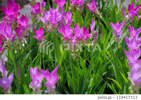 siam tulip flower in garden siam tulip flower in garden 119417313