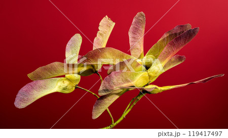 Maple seeds on a red background 119417497