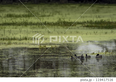 Eurasian coot or common coot or Australian coot or Fulica atra flock or group family floating in shallow water or wetland at keoladeo national park or bharatpur bird sanctuary rajasthan india asia 119417516