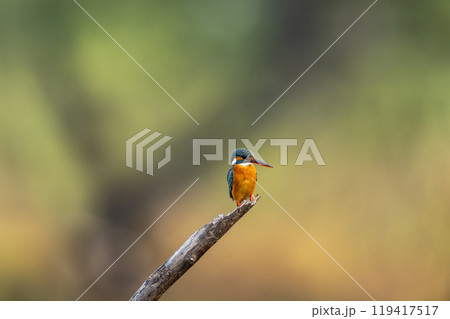 common kingfisher or Alcedo atthis a small colorful bird portrait with natural green background at keoladeo national park or bharatpur bird sanctuary forest rajasthan india 119417517