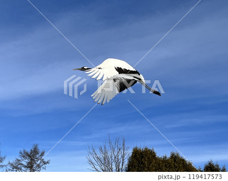 丹頂 丹頂 119417573