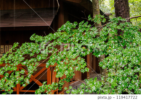雨に濡れて光ってい綺麗な植物の風景 雨に濡れて光ってい綺麗な植物の風景 119417722