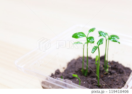 発芽した双葉のクローズアップ 植物の成長と新芽のイメージ（横位置・背景素材） 119418406