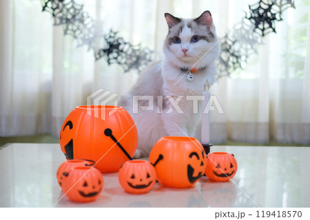 Cute Ragdoll cat with pumpkin, Halloween decoration Cute Ragdoll cat with pumpkin, Halloween decoration 119418570