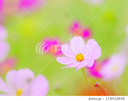 美しいコスモス 美しいコスモス 119418640