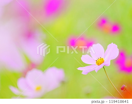 美しいコスモス 119418641