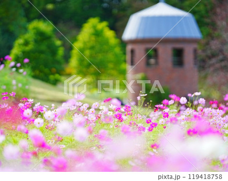 秋の北海道 滝野すずらん丘陵公園コスモス畑 119418758
