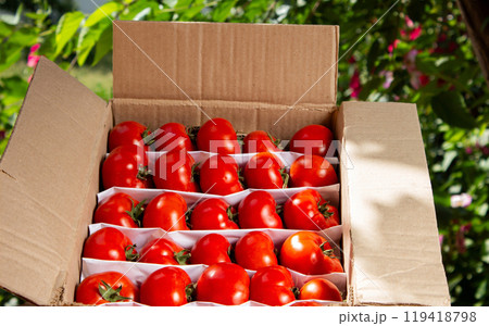Fresh picked tomatoes straight from the garden, ready for sale, natural product Fresh picked tomatoes straight from the garden, ready for sale, natural product 119418798