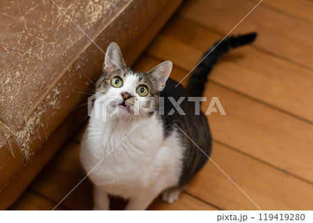 見上げる猫　キジトラ白 119419280