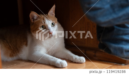 床に寝そべる可愛い猫 茶トラ白 床に寝そべる可愛い猫 茶トラ白 119419286