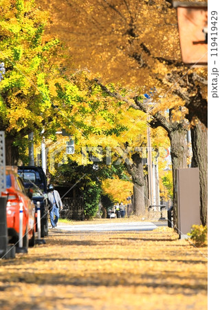 紅葉が美しい秋の並木道 紅葉が美しい秋の並木道 119419429