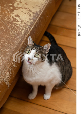 見上げる猫 キジトラ白 見上げる猫 キジトラ白 119419440