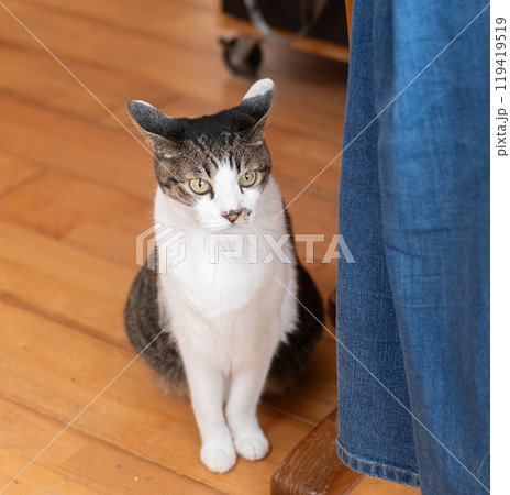 座っている猫 キジトラ白 座っている猫 キジトラ白 119419519