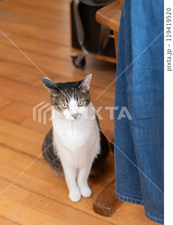 座っている猫 キジトラ白 座っている猫 キジトラ白 119419520