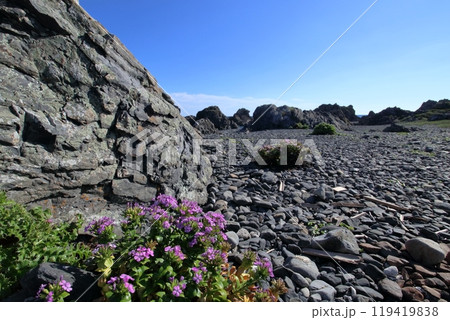 室戸岬 ハマナデシコ咲く　秋　（四国　高知県） 119419838
